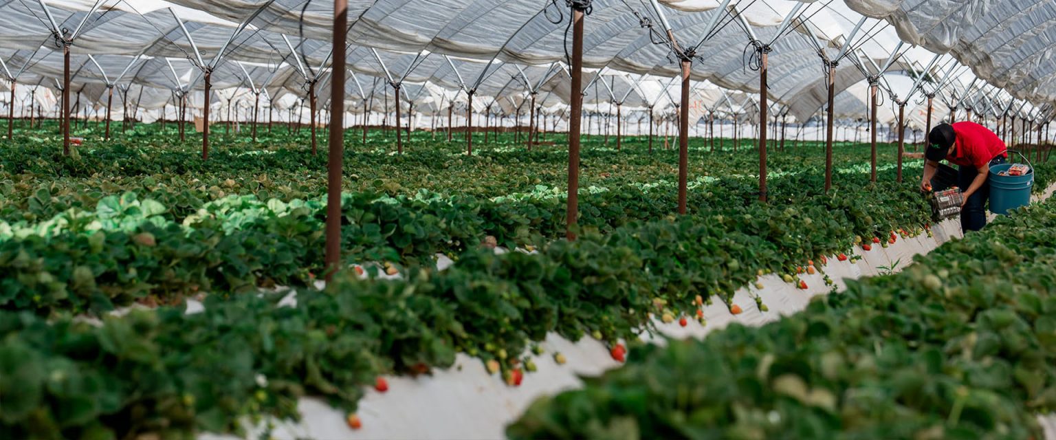 Campos de Fresa en Guanajuato